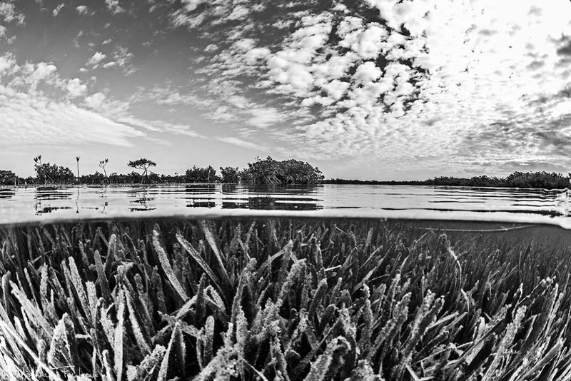 B&W mangrove by Mathieu Foulquié 