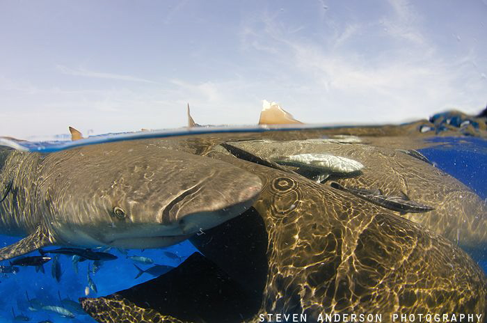 Early morning of Lemon squeeze at Tiger beach - Bahamas by Steven Anderson 