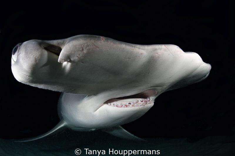 The Night Watch
A great hammerhead at night near Bimini,... by Tanya Houppermans 
