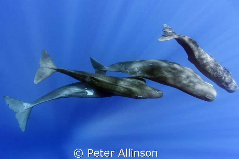 pod of sperm whales playing off of Dominica, taken under ... by Peter Allinson 
