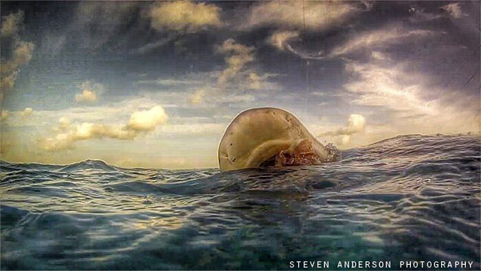 morning Lemon Snaps at Tiger Beach by Steven Anderson 
