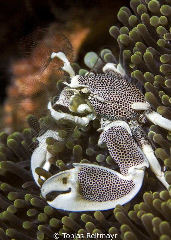 Anemone crab at Koh Haa by Tobias Reitmayr 