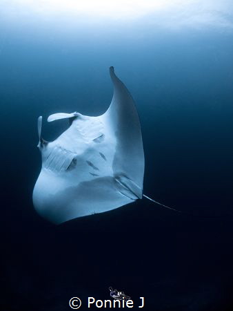 Rolling around with Manta Ray by Ponnie J 