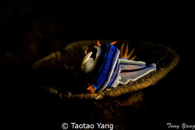 Romantic by Taotao Yang 