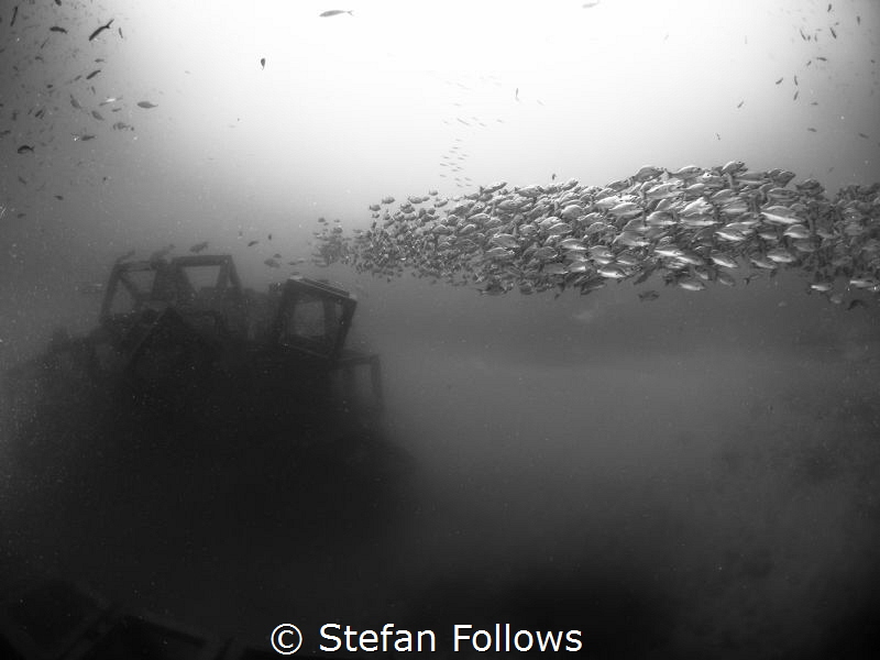 Crosstown Traffic! Russell's Snapper - Lutjanus russellii... by Stefan Follows 