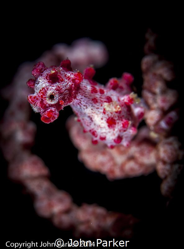 Pygmy Seahorse in Wakatobi by John Parker 