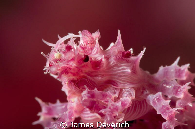 No crop soft coral crab. by James Deverich 
