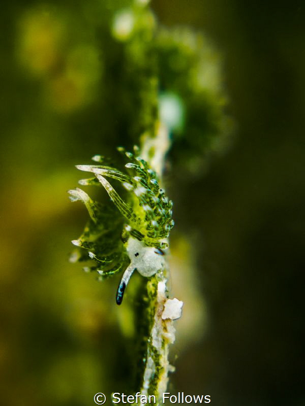 Slider. Nudibranch - Costasiella usagi. Mae Haad, Thailan... by Stefan Follows 