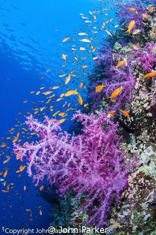 Soft Corals and Anthias at Shark Reef Ras Mohammed by John Parker 
