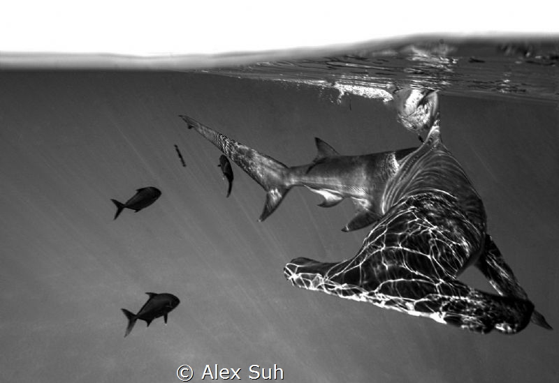 "Electric Reflections of A Hammer" - This Over/Under was ... by Alex Suh 
