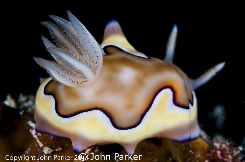 Beautiful Nudi - Wakatobi by John Parker 