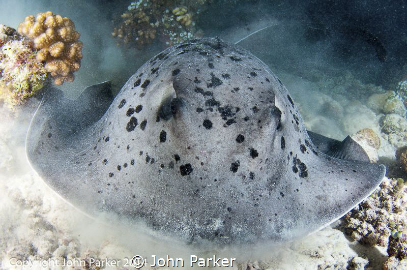 Stingray at Maaya Thila Night Dive by John Parker 