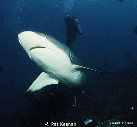 Photographed in PNG onboard dive vessel MVFeBrina (2013)G... by Pat Keenan 