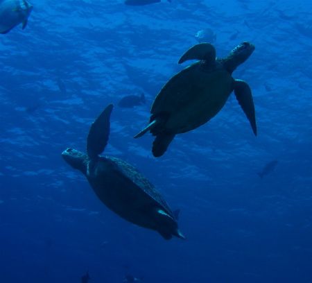 A pair of Green Turtles at Sipadan by Alex Lim 