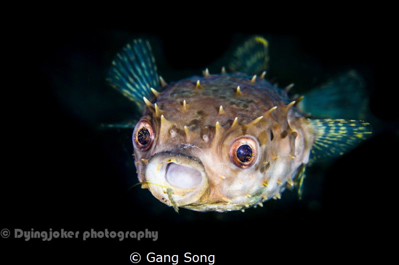 surprise！！！---HIGH RESOLUTION COPY by Gang Song 