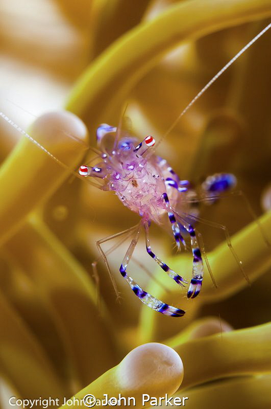 Coral Shrimp Wakatobi by John Parker 