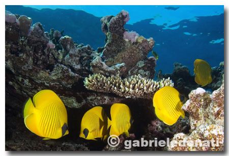 the garden of peace. 
D70s - 12x24 nikon - ikelite strob... by Gabriele Donati 