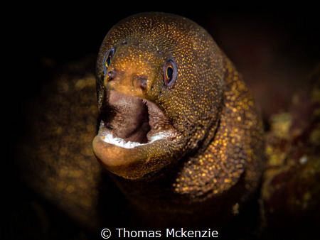 A golden tail Moray (Gymnothorax miliaris), taken in St L... by Thomas Mckenzie 