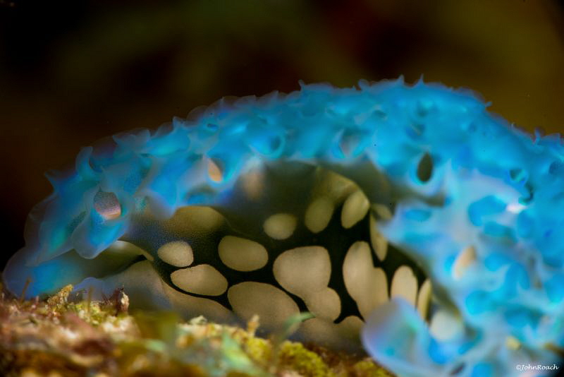Lettuce Sea Slug at Rappel, Bonaire. by John Roach 