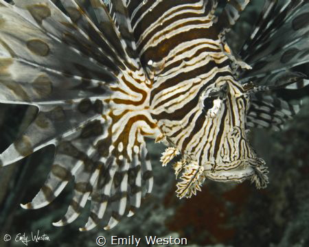 Lionfish Portrait by Emily Weston 