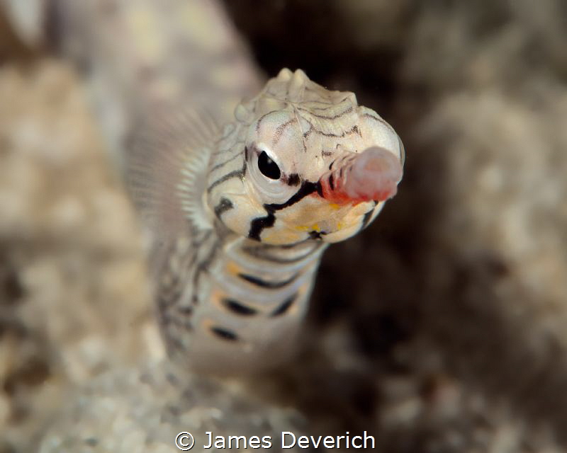 Pucker up! by James Deverich 