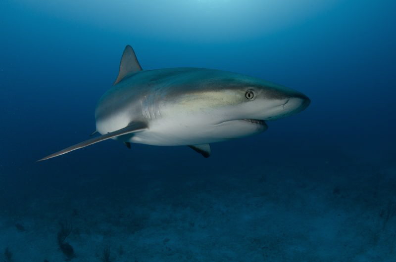 Shark portrait by Dmitry Starostenkov 