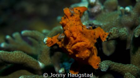 This image was taken in Moalboal Philippines. It was the ... by Jonny Haugstad 