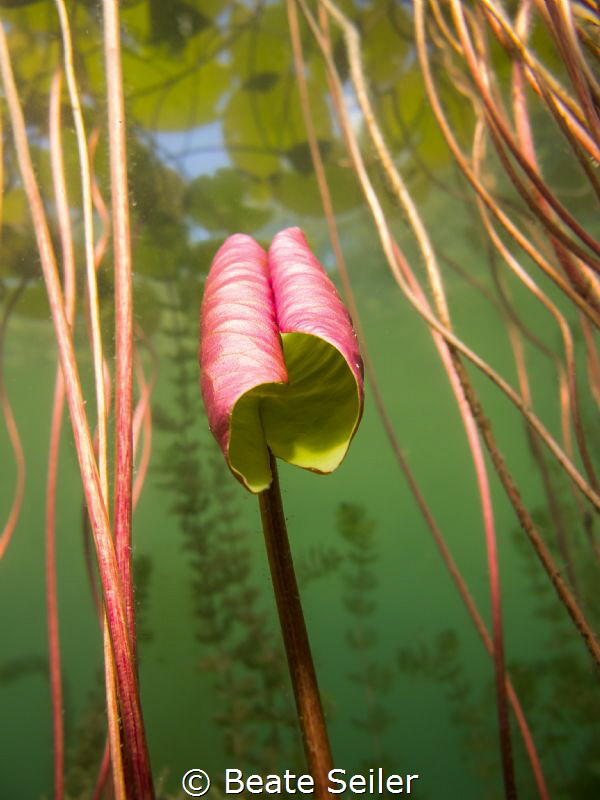 water lily leaves by Beate Seiler 