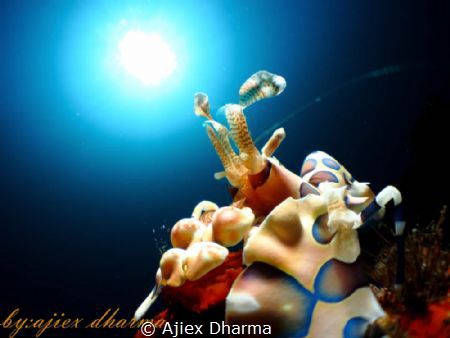 Harlequin shrimp looking to the sun by Ajiex Dharma 
