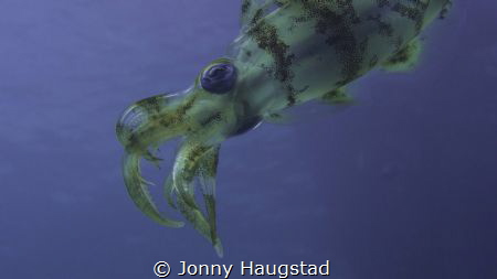 This guy was actually hooked by a fisherman. I didnt see ... by Jonny Haugstad 