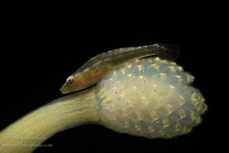 Biglip Ghostgoby-Anilao,Phillippines. by Richard Goluch 
