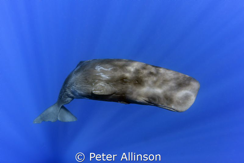 adolescent sperm whale photo taken under permit by Peter Allinson 
