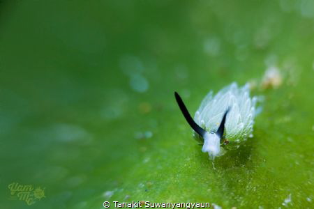 Grazing lamb

Costasiella kuroshimae nudibranch on a ti... by Tanakit Suwanyangyaun 
