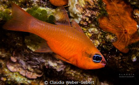 simply red....

Apogon Imberbis
France - mediterranean... by Claudia Weber-Gebert 