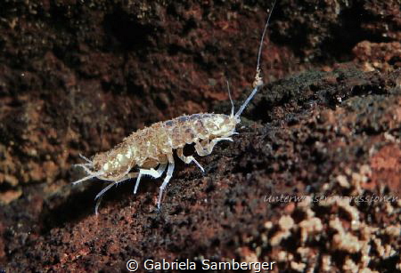 Asellus aquaticus by Gabriela Samberger 