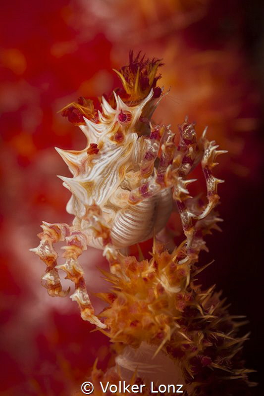 Candy crab on soft coral by Volker Lonz 