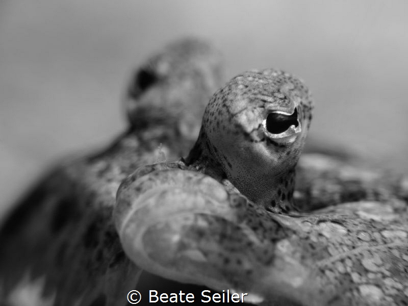 Flounder B/W by Beate Seiler 
