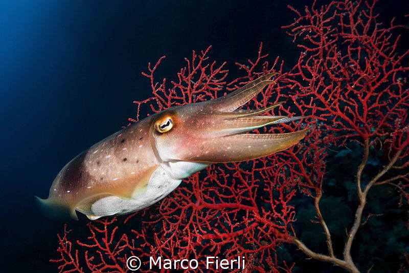 A Timid Cuttlefish by Marco Fierli 