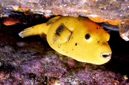 Sharpnose Yellow Puffer. by David Spiel 