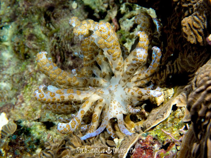 The Big Gun!  Solar Powered Nudibranch...huge at over 15c... by Jan Morton 