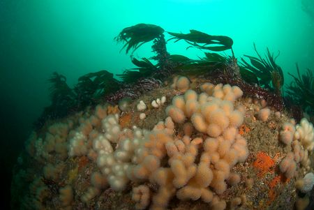 Dead mens fingers, Isle of lewis Scotland. 10.5mm with tw... by Derek Haslam 