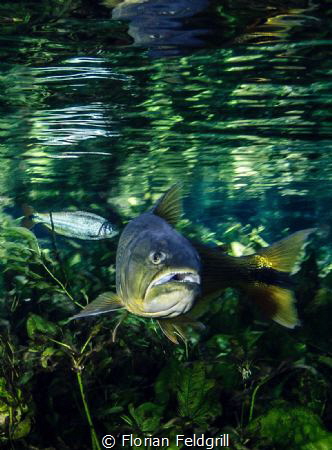 Dourado (Salminus brasiliensis) this pic was taken in rio... by Florian Feldgrill 