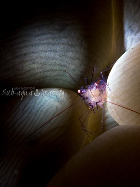 Fibre Optic Snoot lit Bubble Shrimp. Full Frame.
Olympus... by Jan Morton 