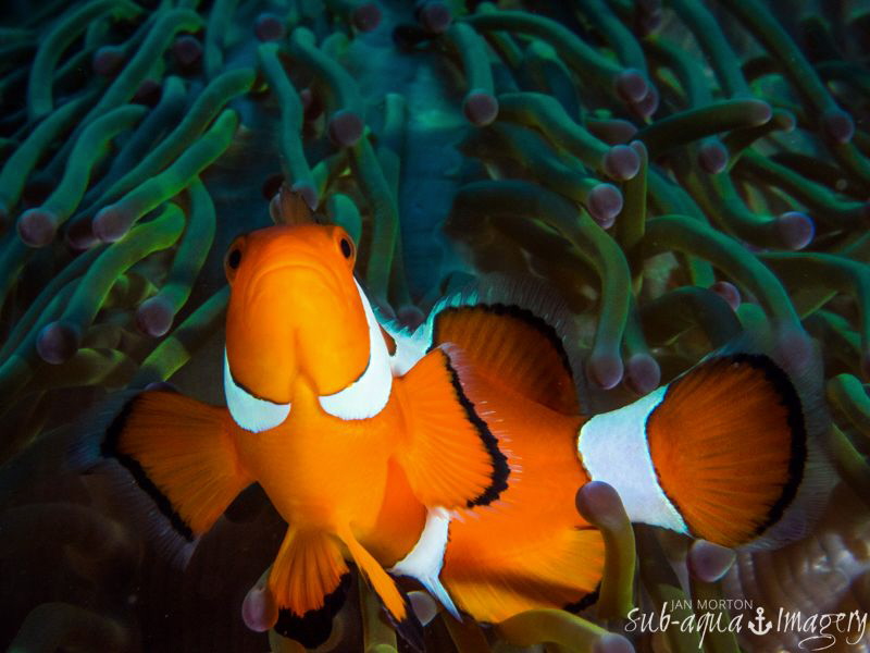 Clown Fish.  43mm Macro on Oly E-M1 by Jan Morton 