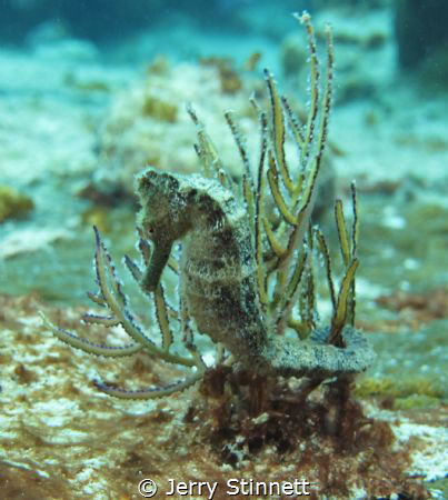 There were supposed to be 3 seahorses in the are of the A... by Jerry Stinnett 