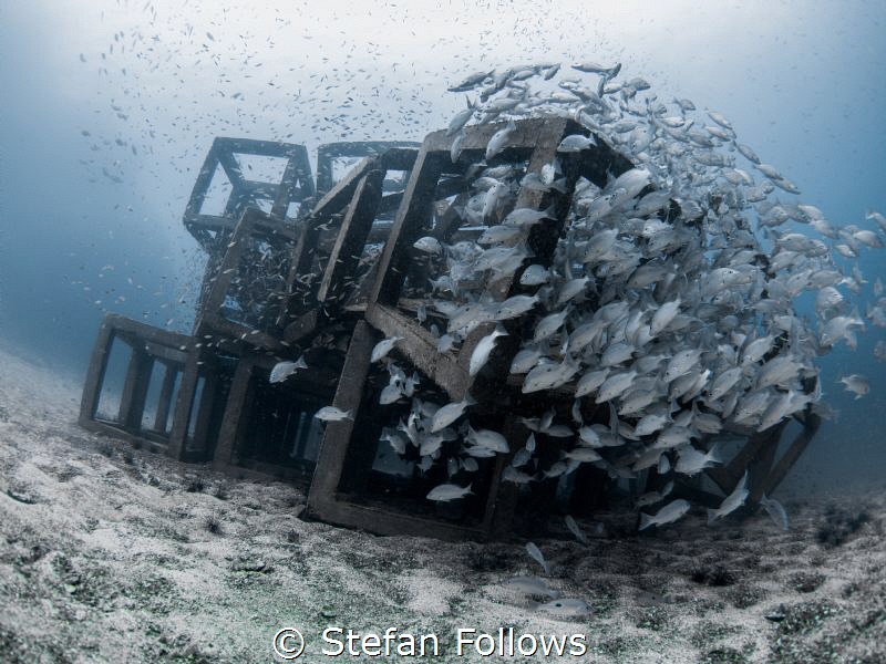 Play Station ... ! Russell's Snapper - Lutjanus russellii... by Stefan Follows 