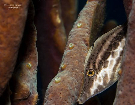 'I'm not here' - A Slender Filefish (Monacanthus tuckeri)... by Henley Spiers 