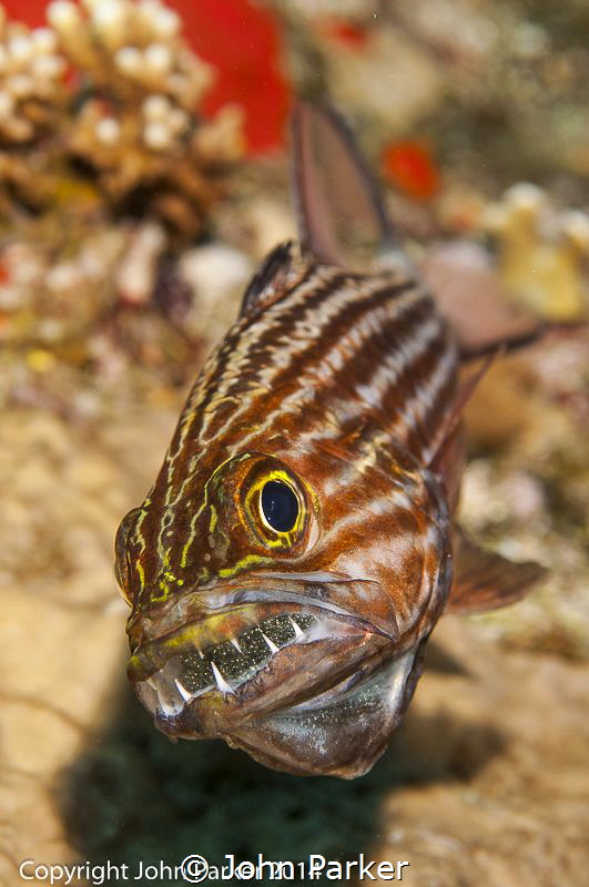 Cardinal Fish with eggs on The Barge by John Parker 