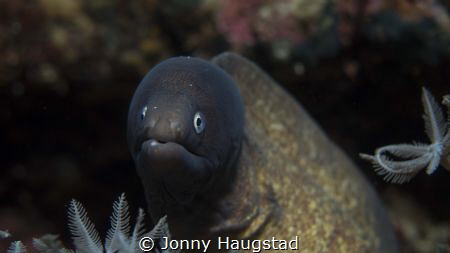White eyed Moray by Jonny Haugstad 