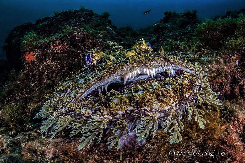 Anglerfish by Marco Gargiulo 